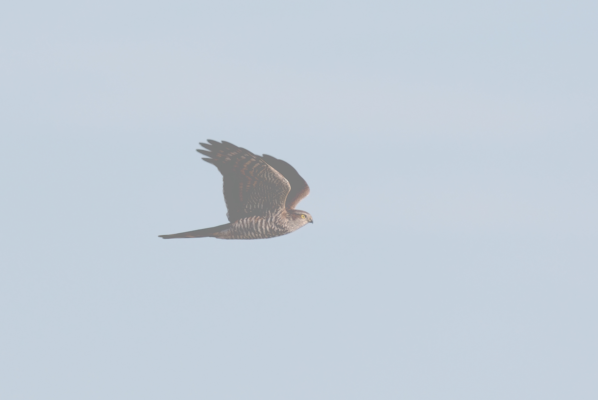 sparvire  accipiter nisus