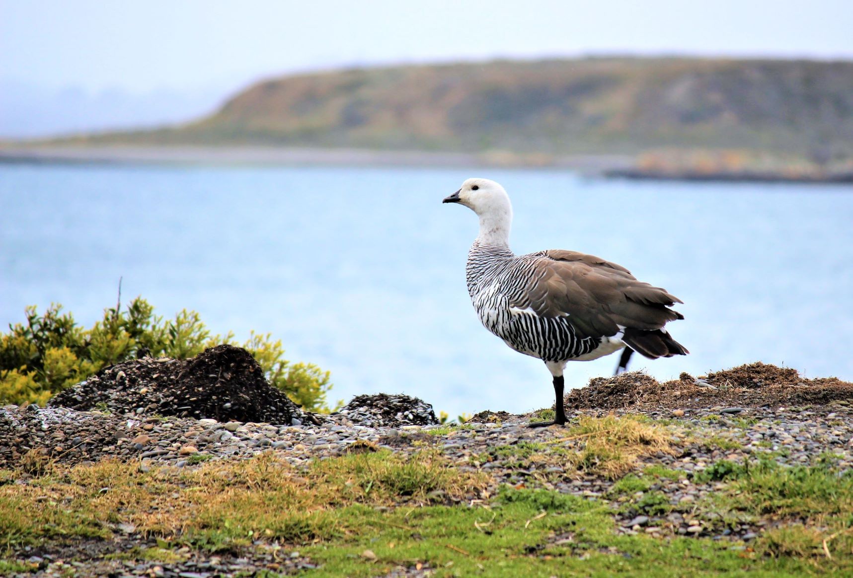El Fin del Mundo, El Fin