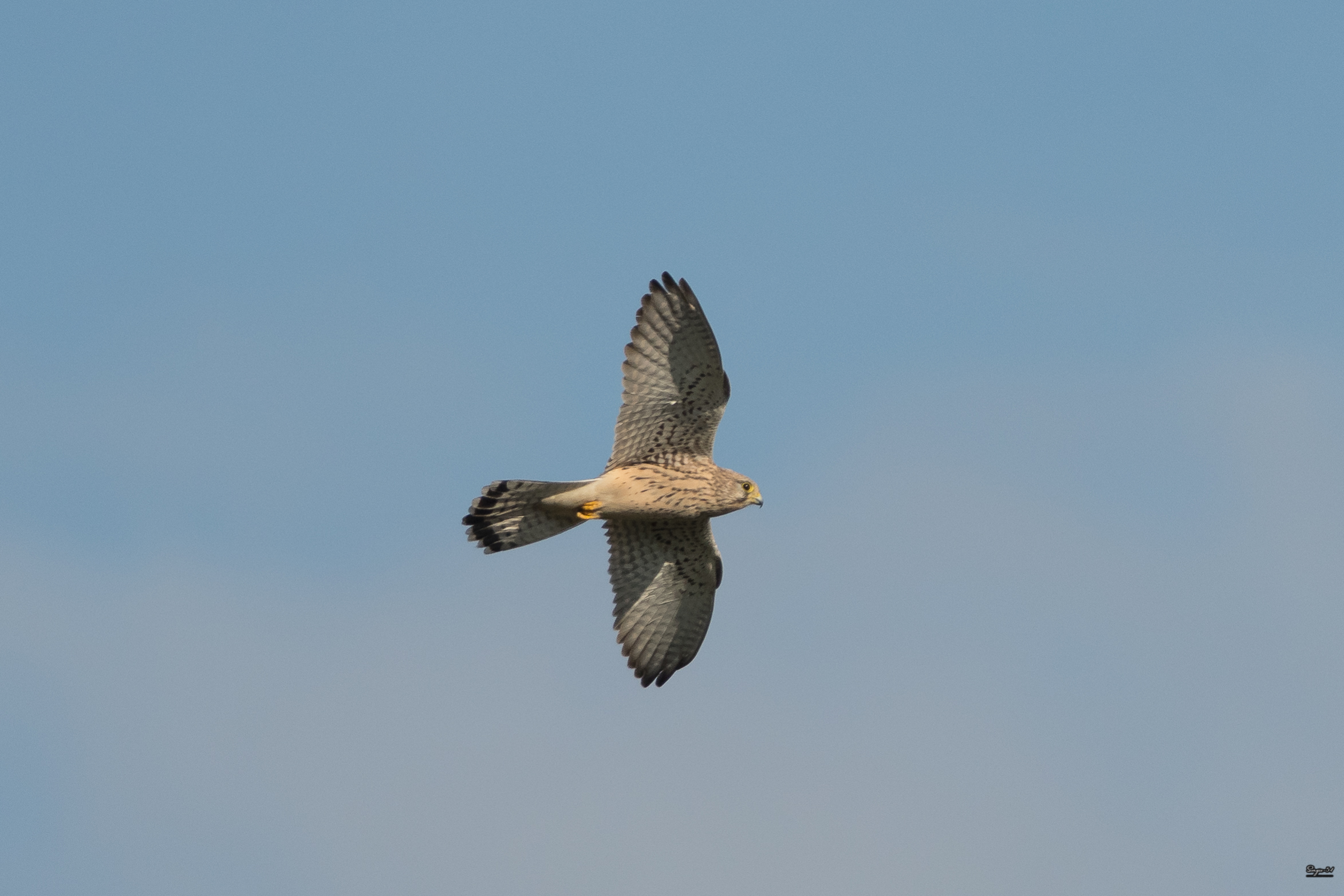 Kestrel