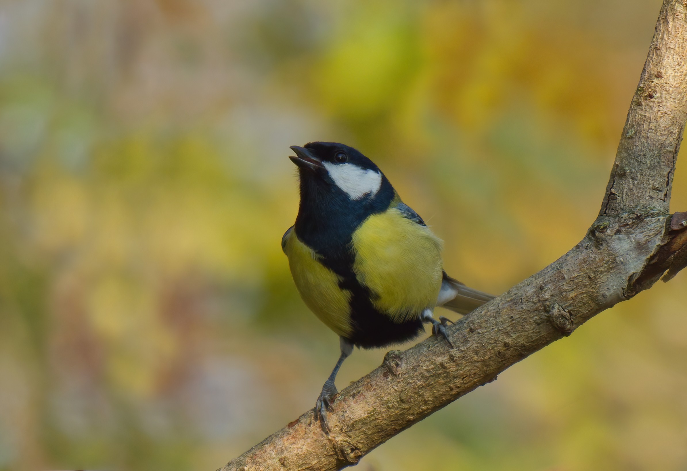 Cinciallegra d'autunno