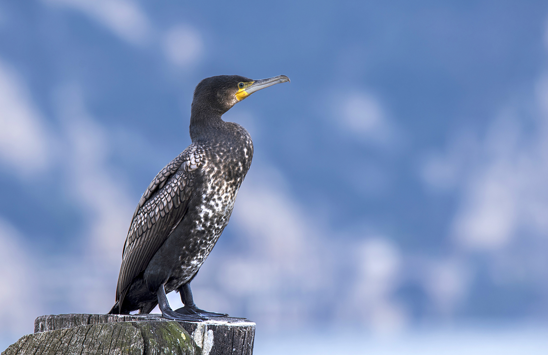 Cormorano