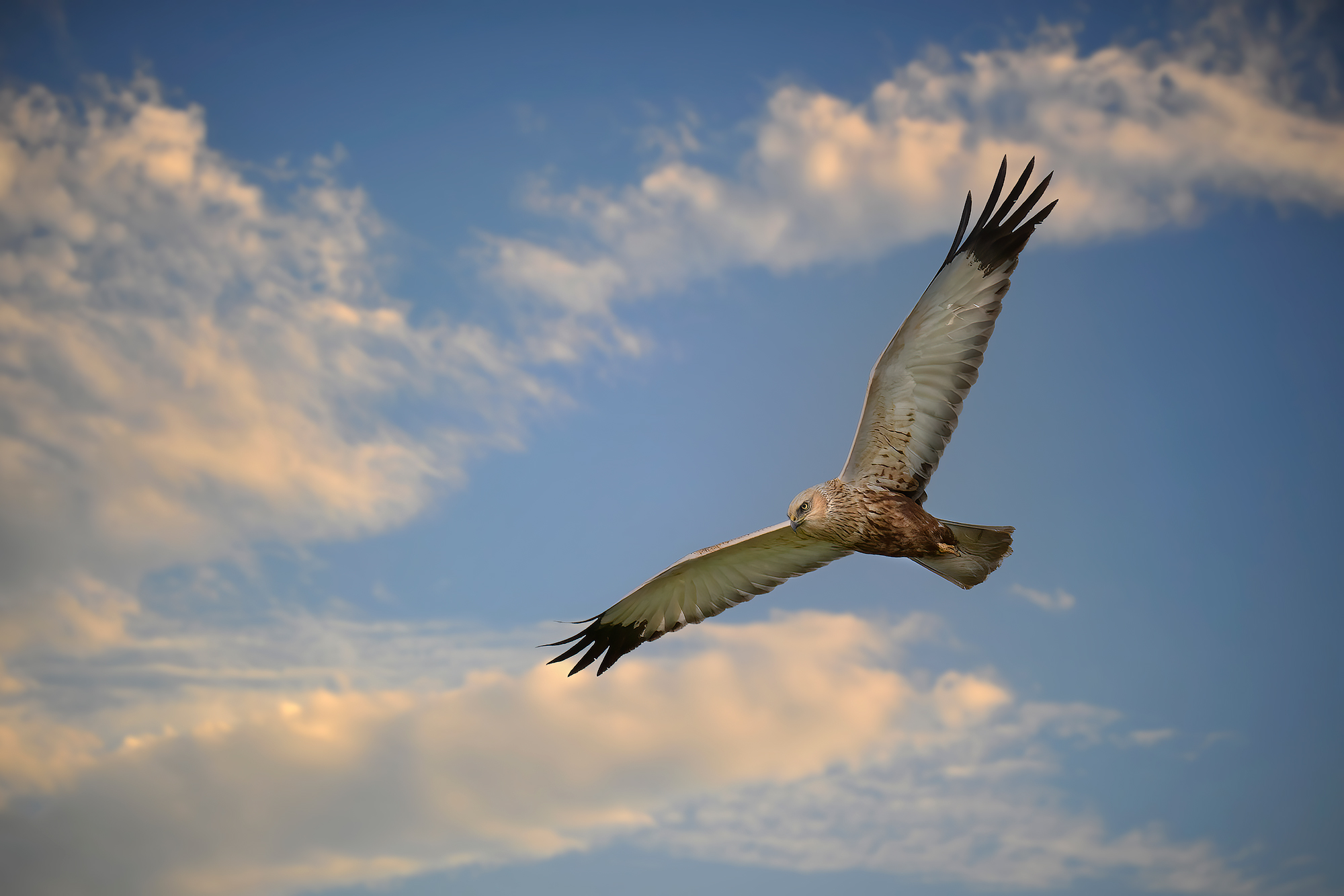 Incontri nel Parco del Mincio (mn)