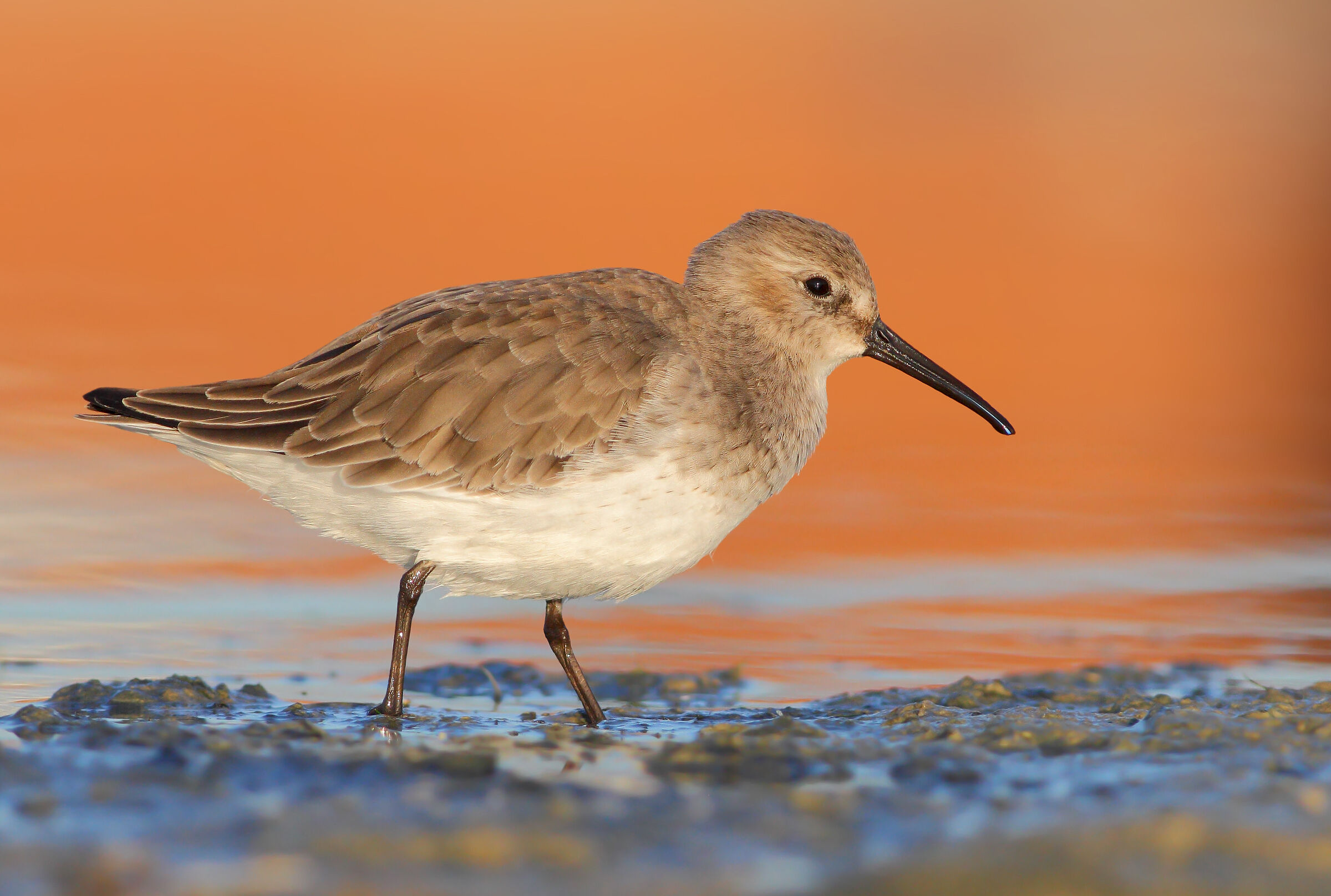 Piovanello pancianera