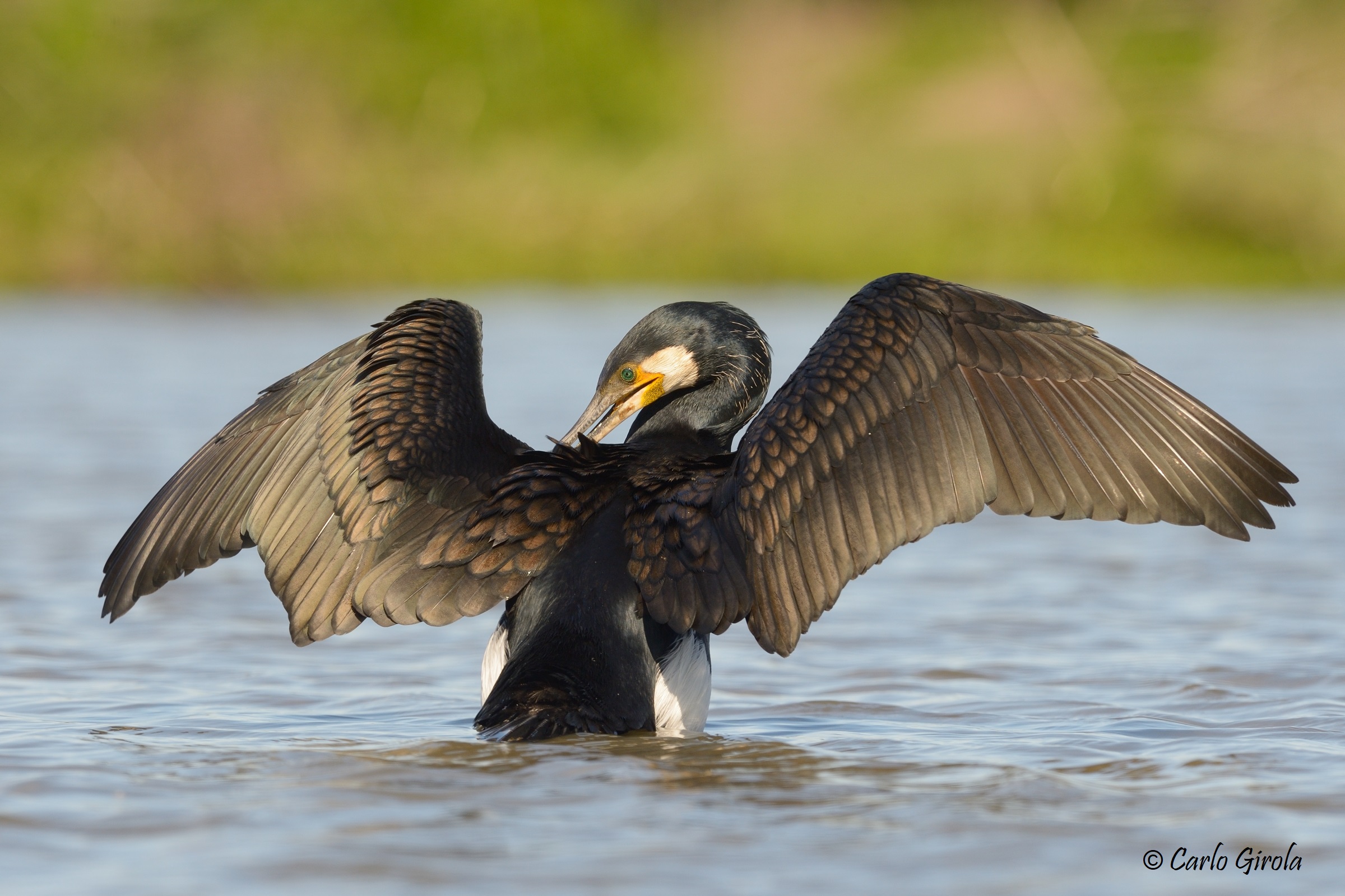 Cormorano (Phalacrocorax carbo)