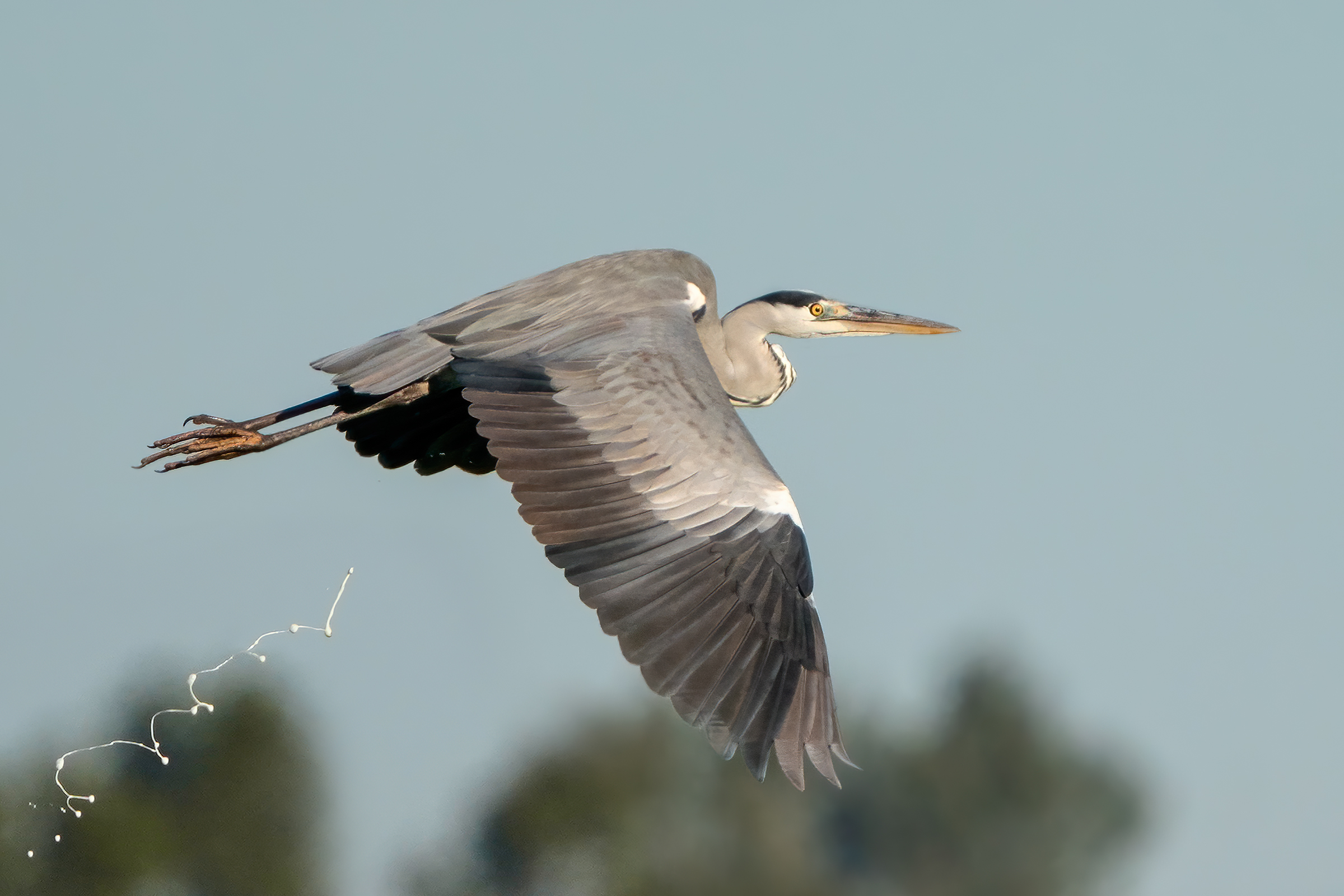 Gray heron