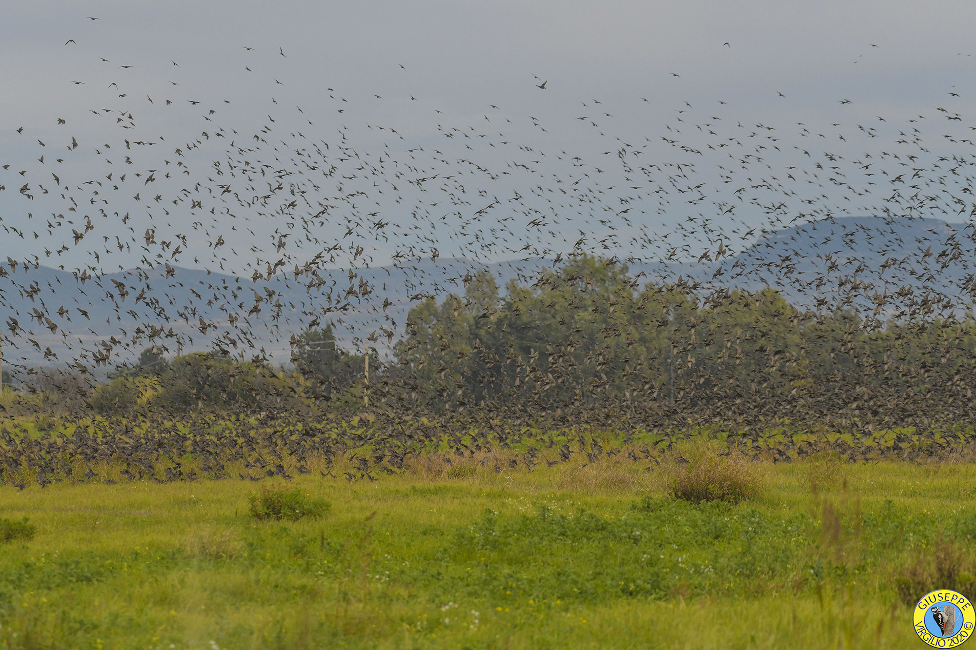 Stormi evoluzioni (Sardegna ) 2020