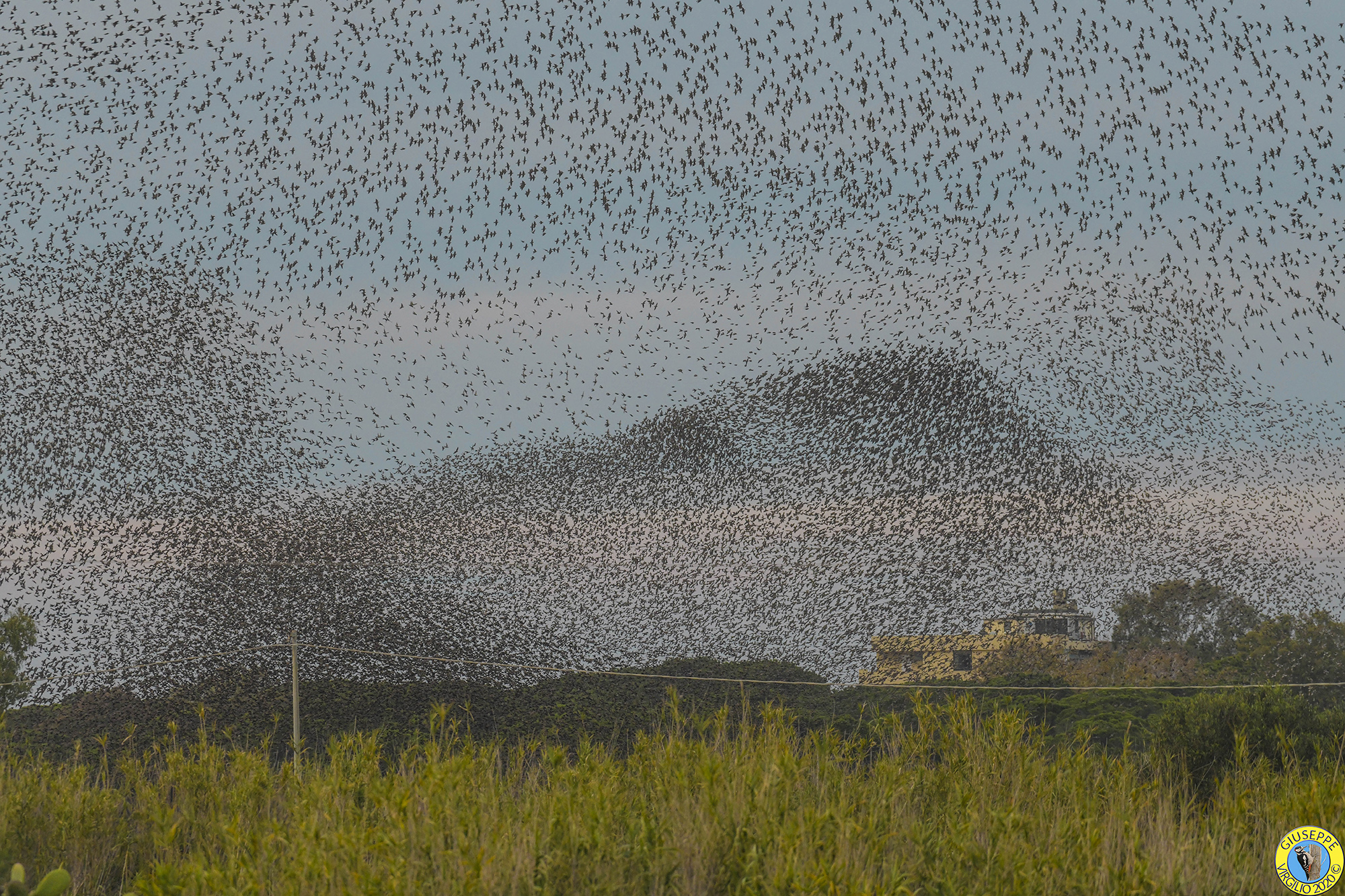 Stormi  evoluzioni (Sardegna)2020