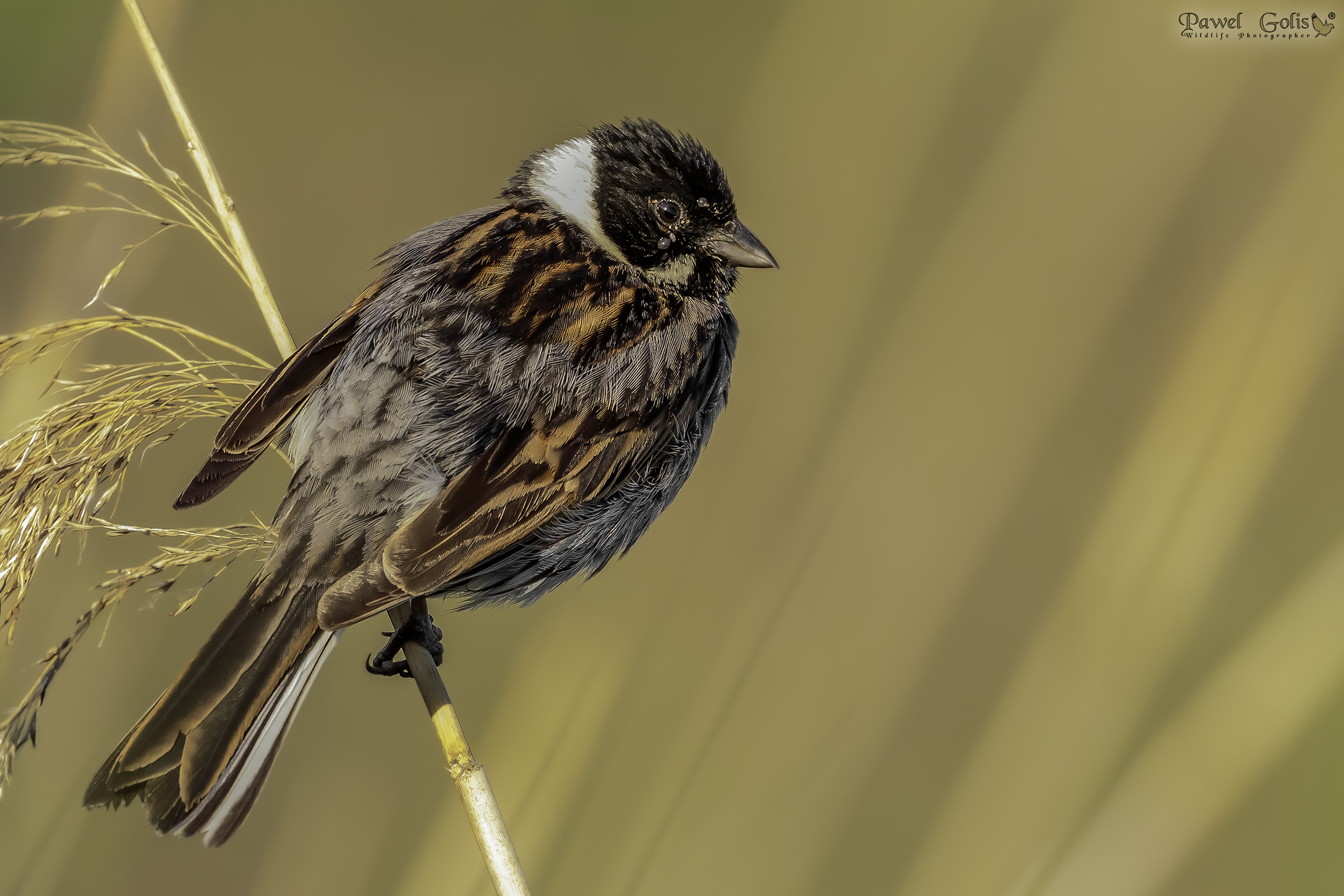 Bunting di cana comune (Emberiza schoeniclus)