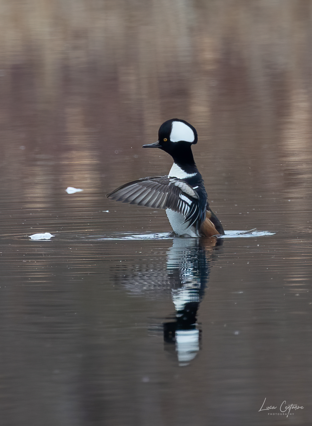 Male Hooded Merganser - Smergo dal ciuffo maschio