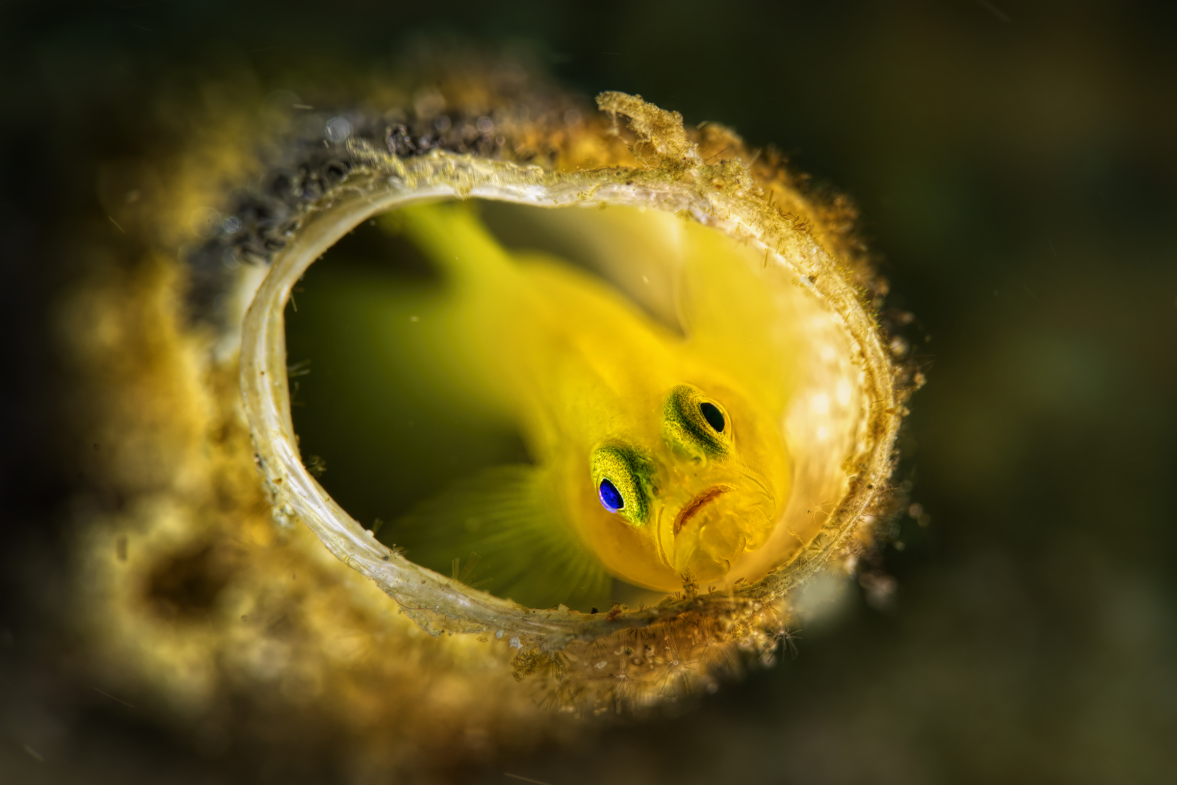yellow goby with blue eye's