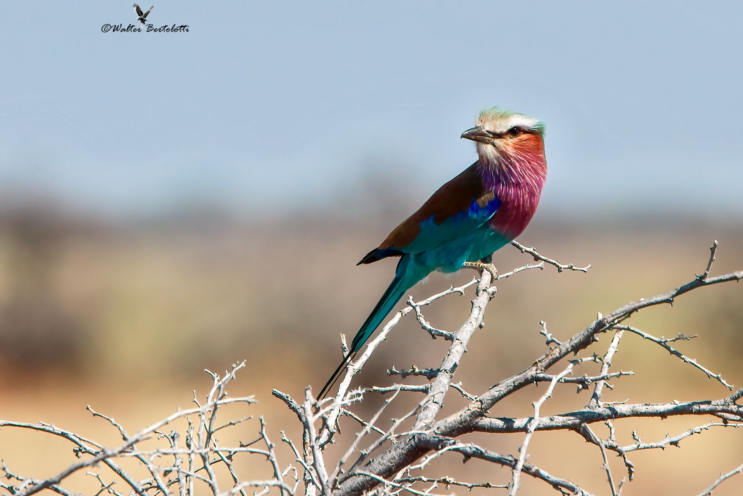 Ghiandaia marina pettolilla