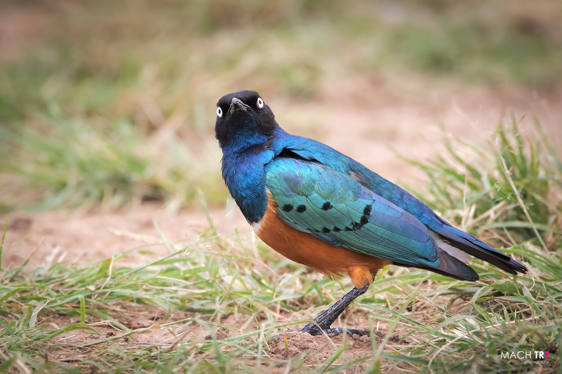 Masai Mara Game Reserve