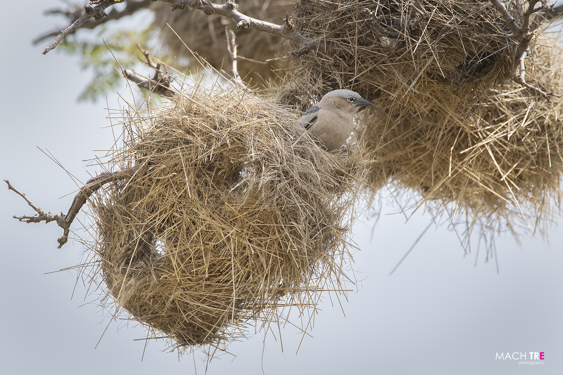 Masai Mara Game Reserve
