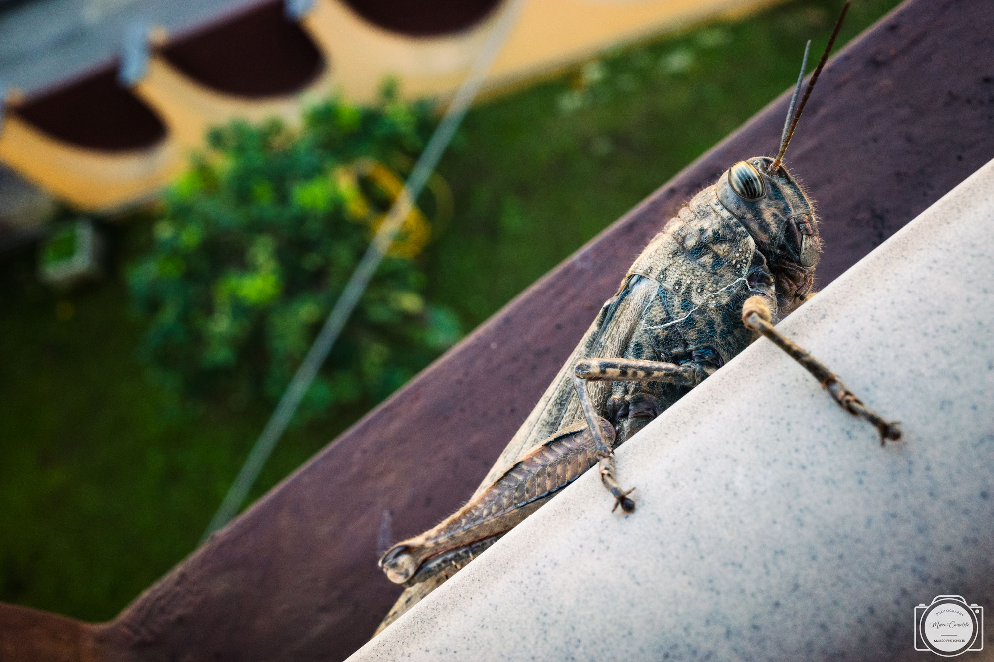 A cricket for friend