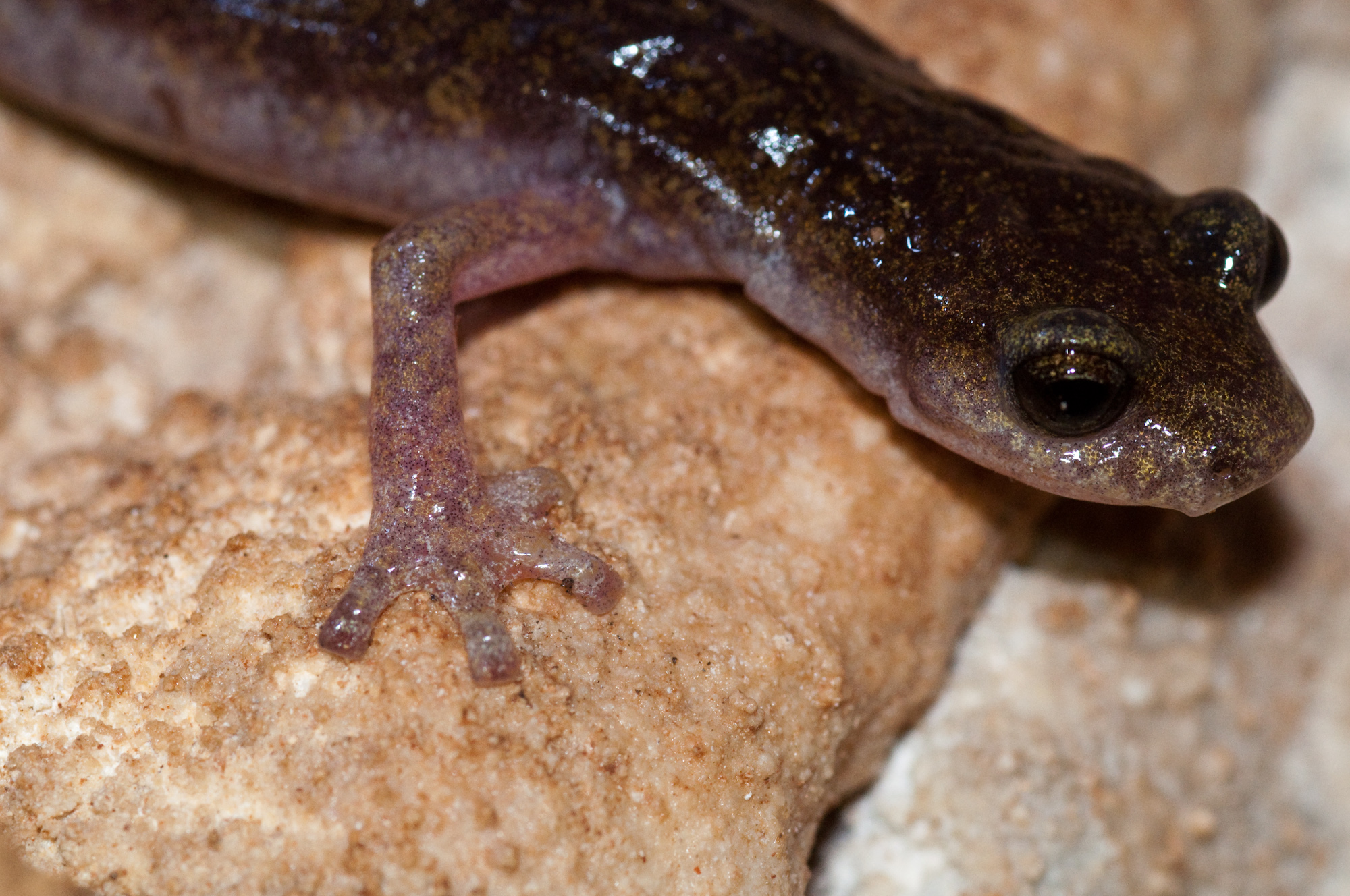 Hydromantes supramontis