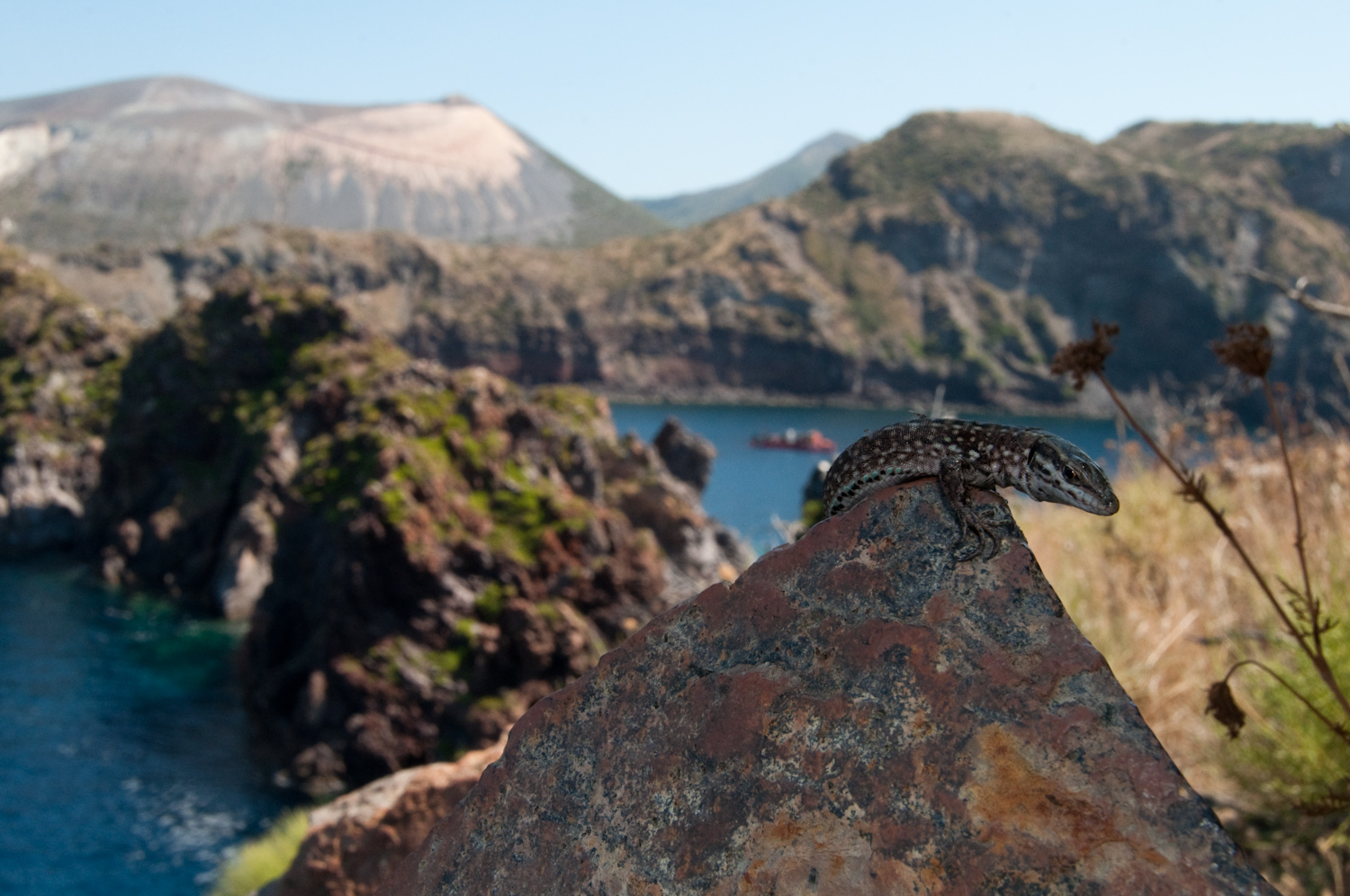 Podarcis raffonei - ultimo scoglio