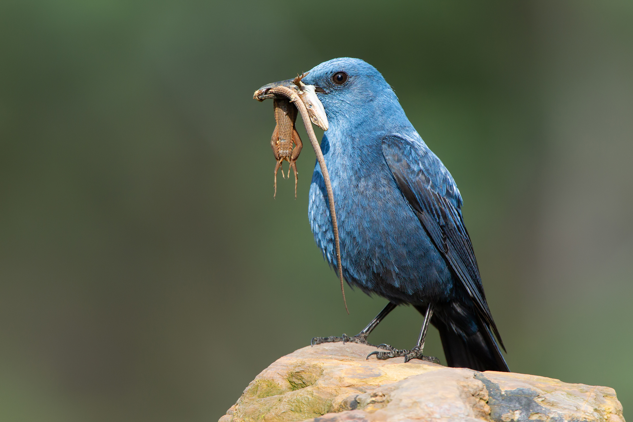 Mughetto di roccia blu -Monticola solitarius