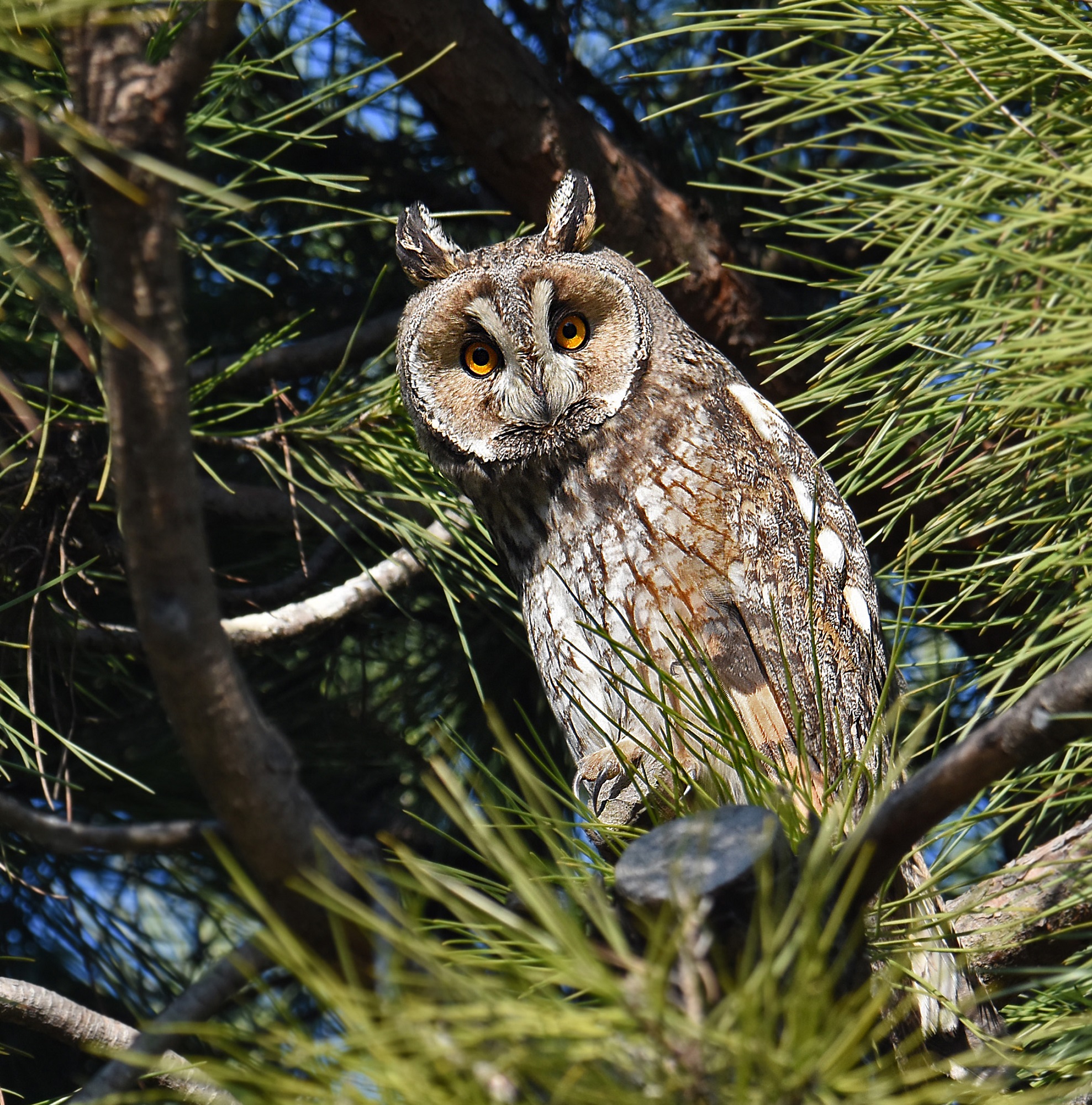 Common owl