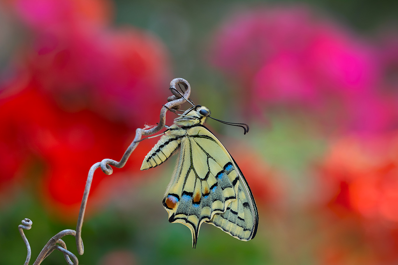 Machaon, 1st