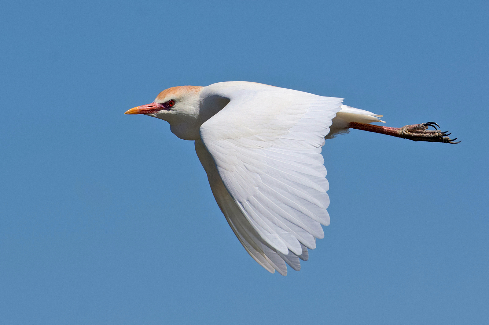 Bloody Heron (Bubulcus ibis).