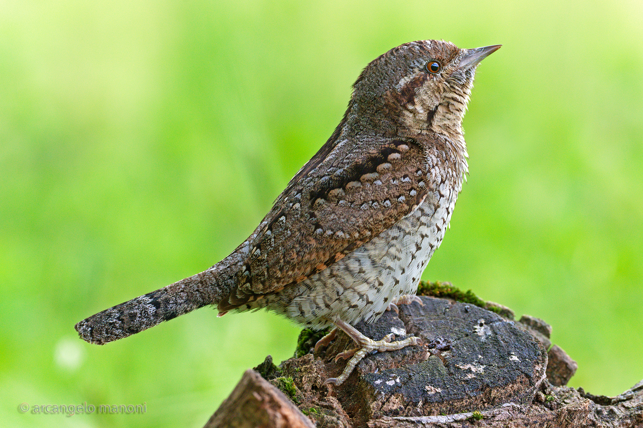 oggi in lock down rivedo il torcicollo del marzo 2018