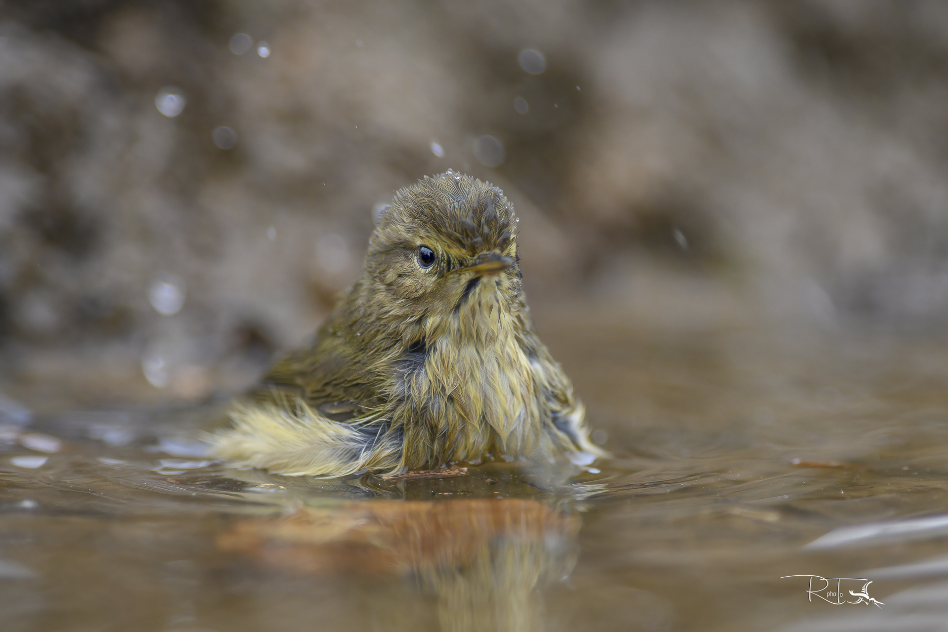 luì piccolo al bagno