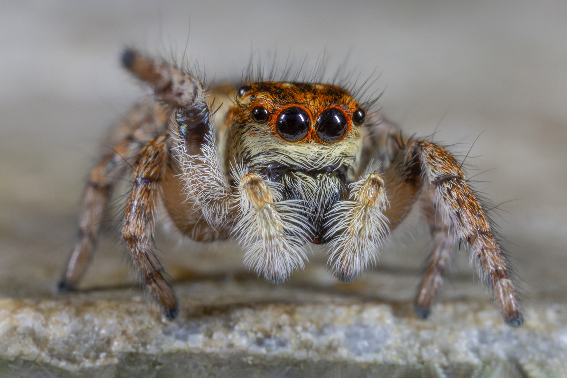 Carrhotus xanthogram female
