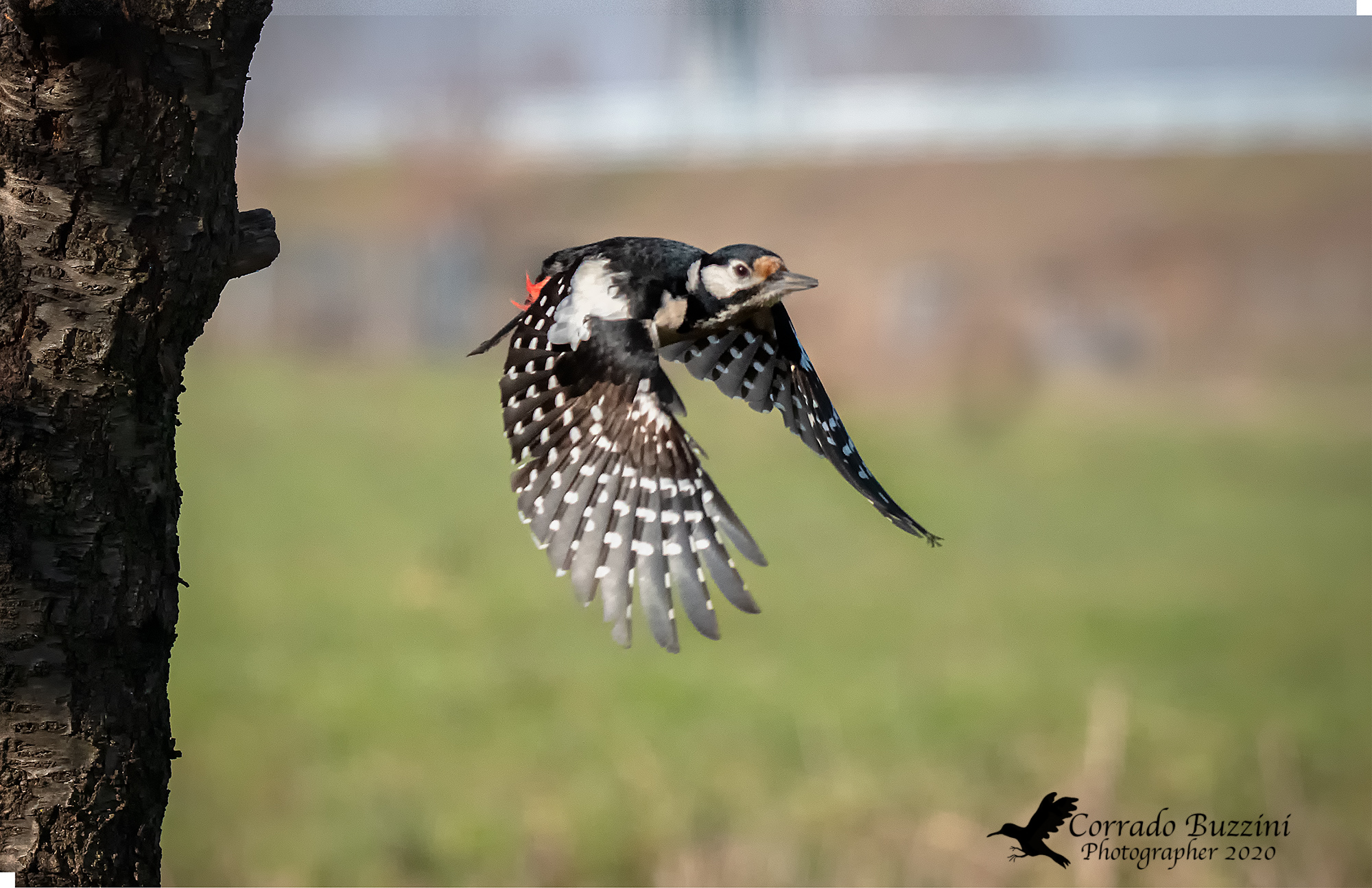 Picchio rosso in volo