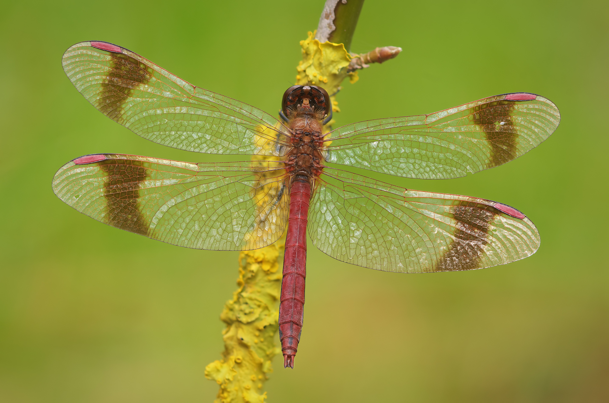 Sympetrum pedemontanum