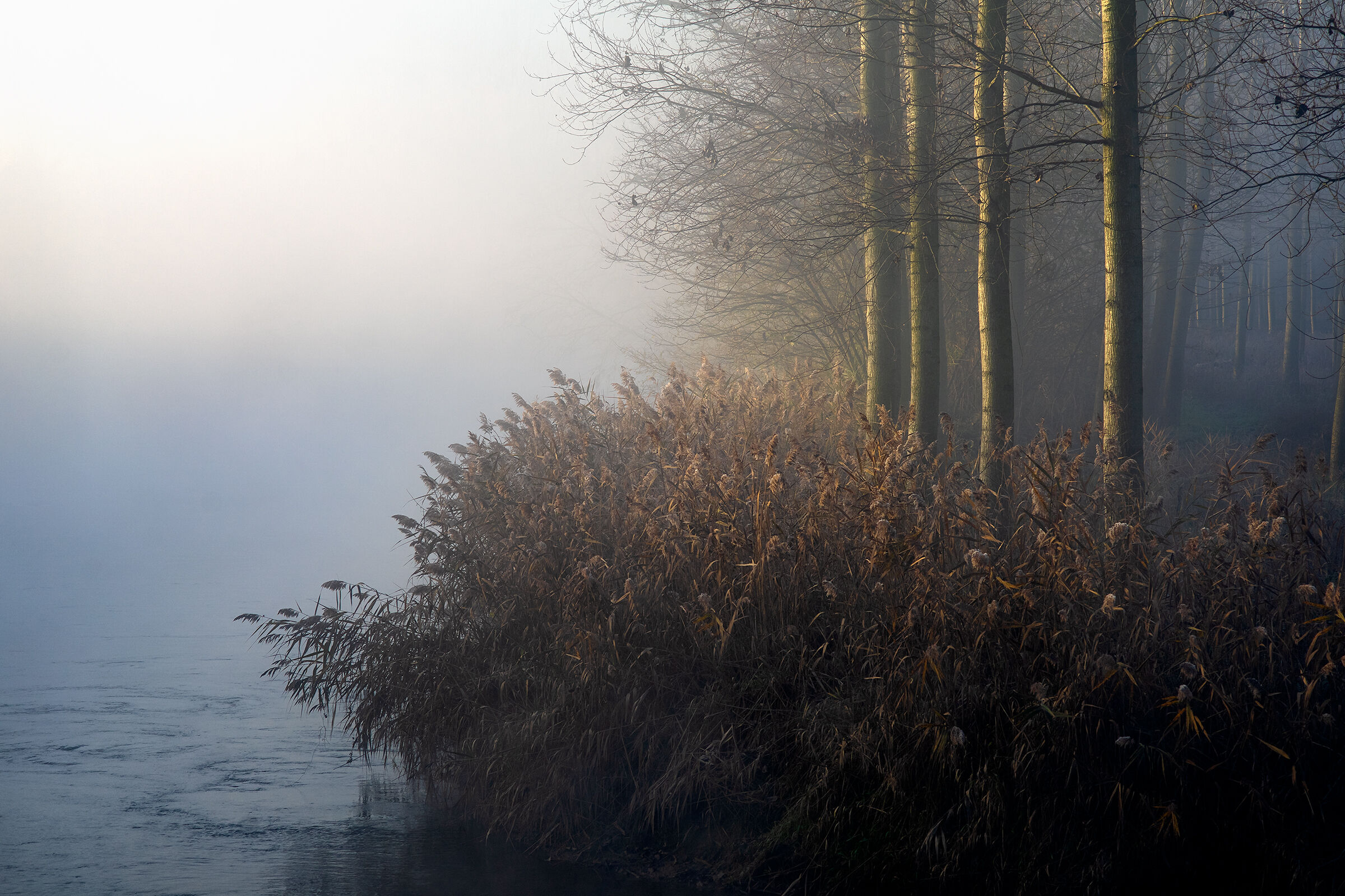 River - Sonnar 180 f2,8