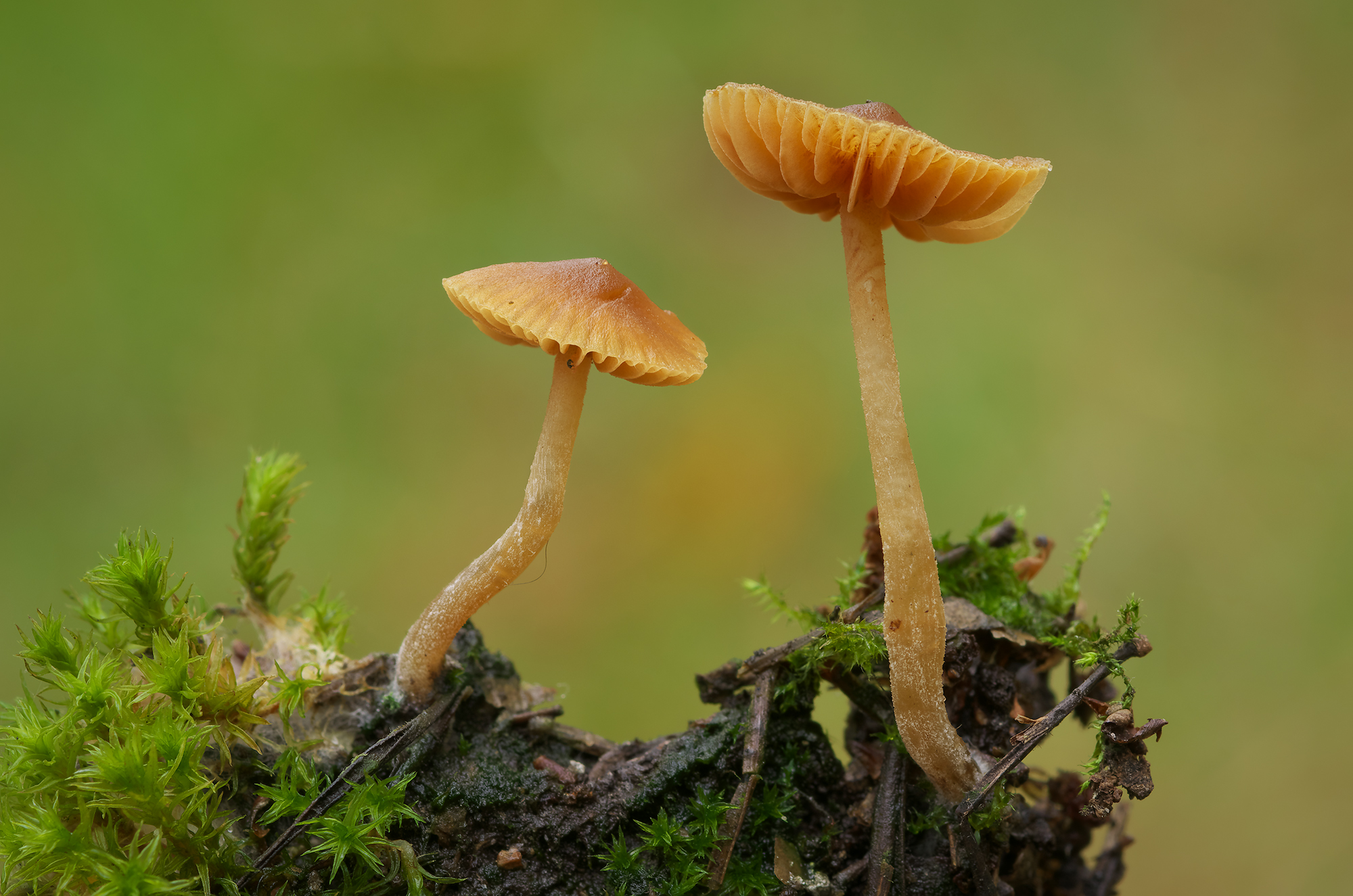 Funghi II