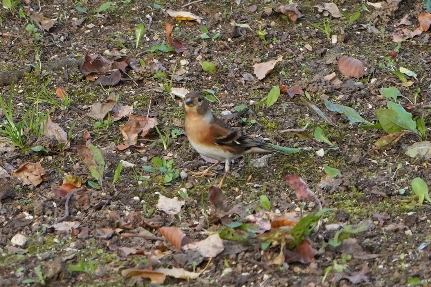 peppola hybrid - finch?