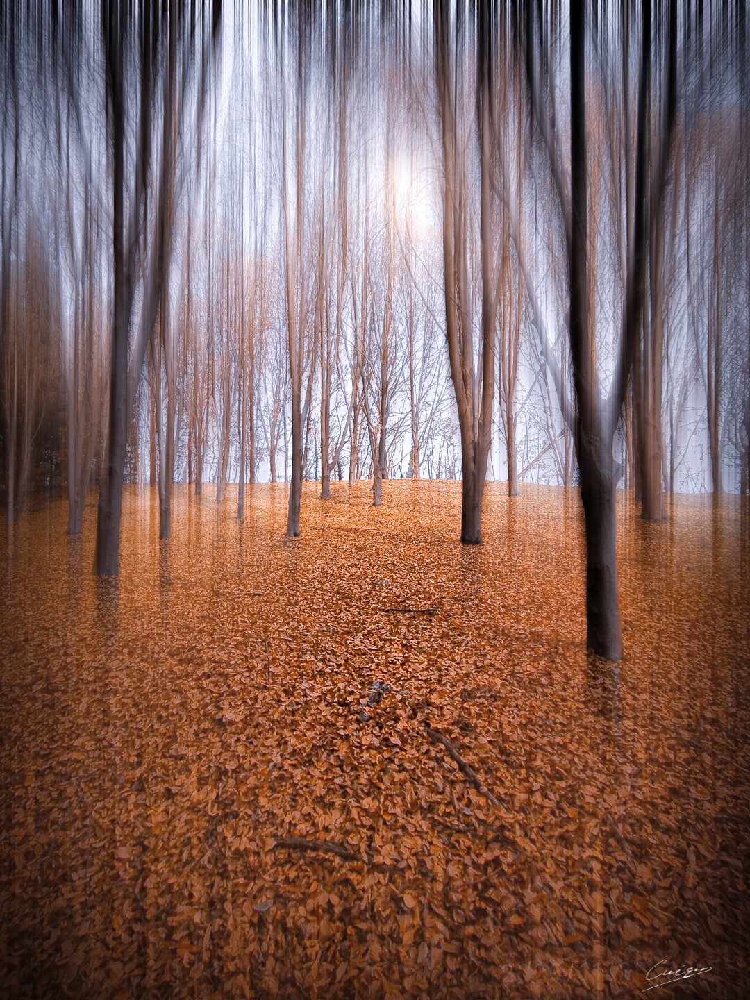 run into the wild...