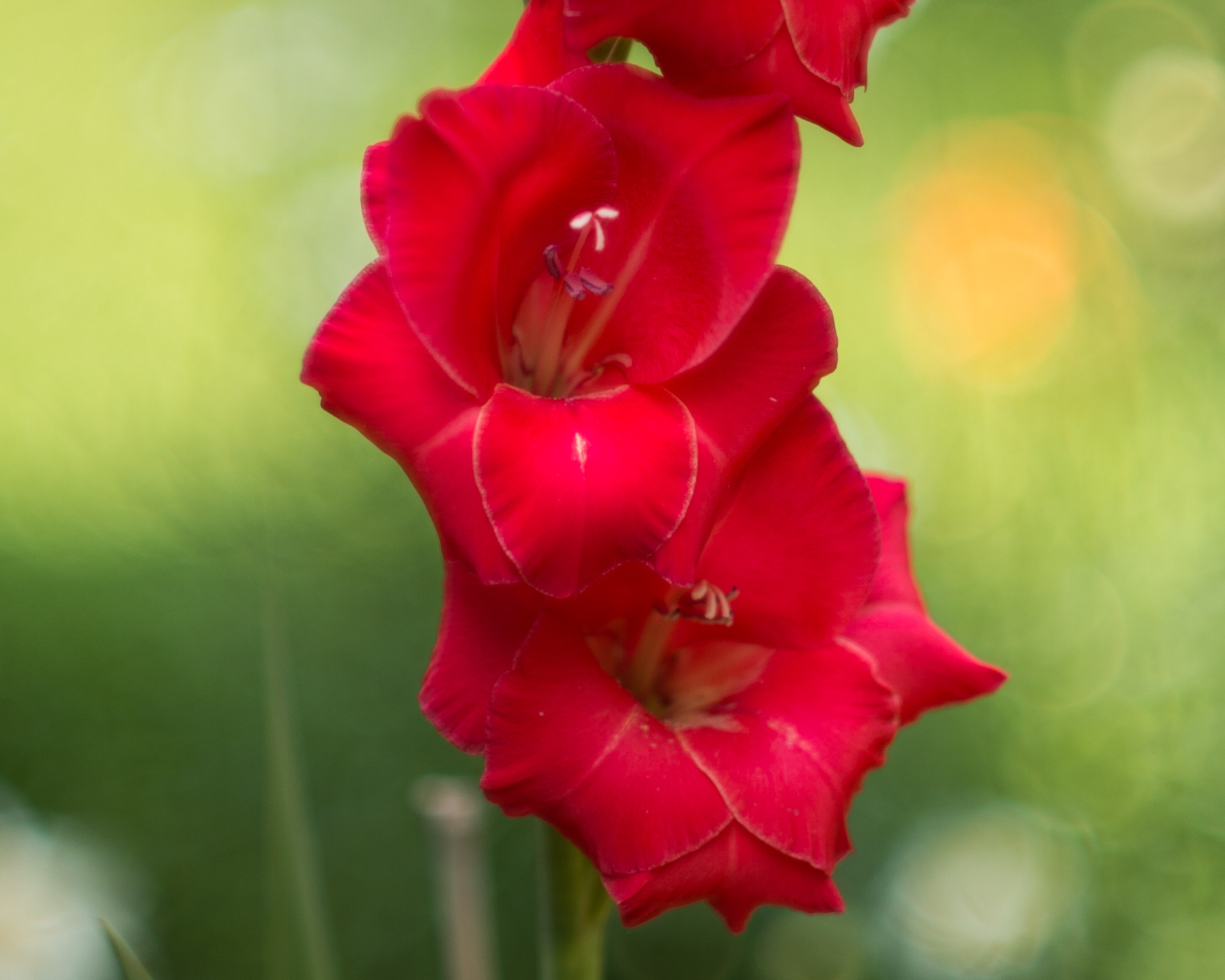 Gladiolas