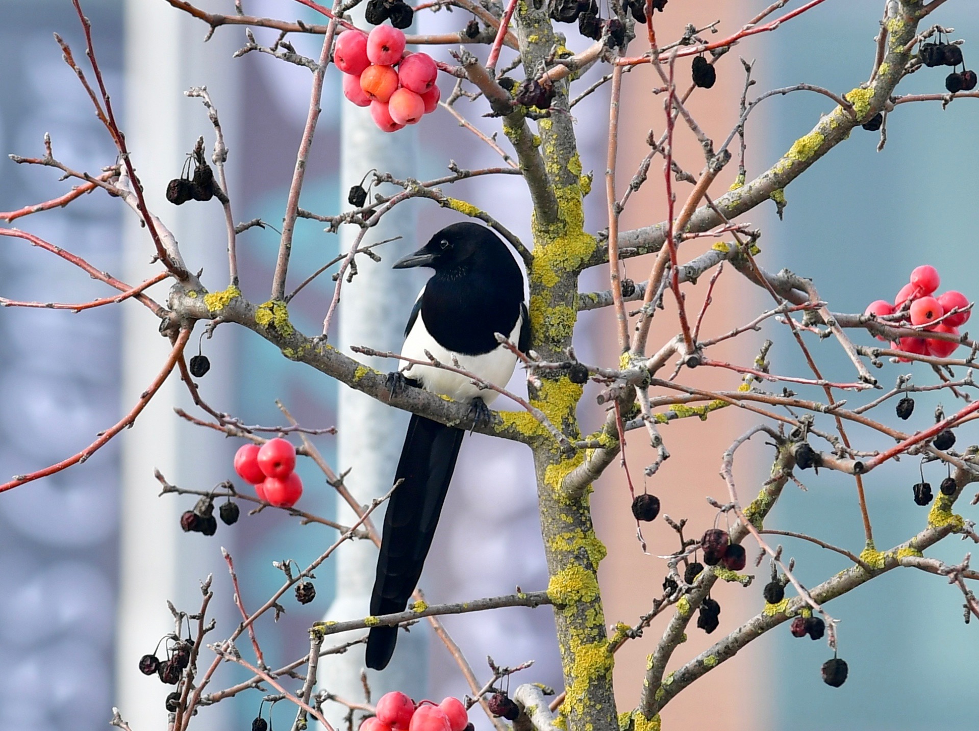 Colori in bianco e nero