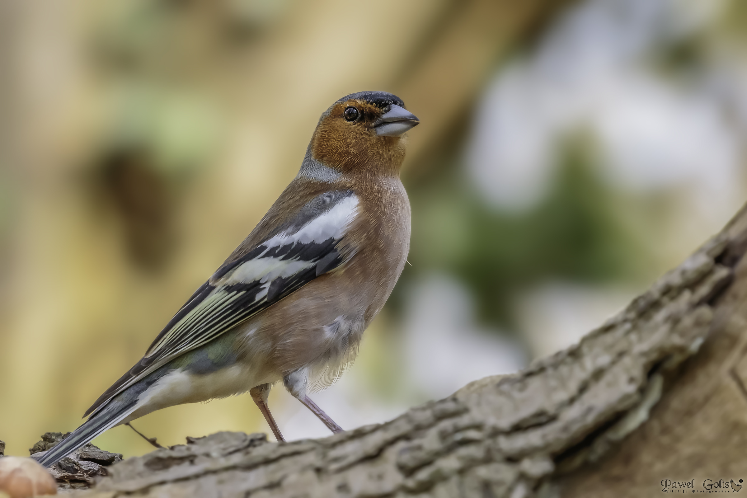 Chaffinch comune (Fringilla coelebs)