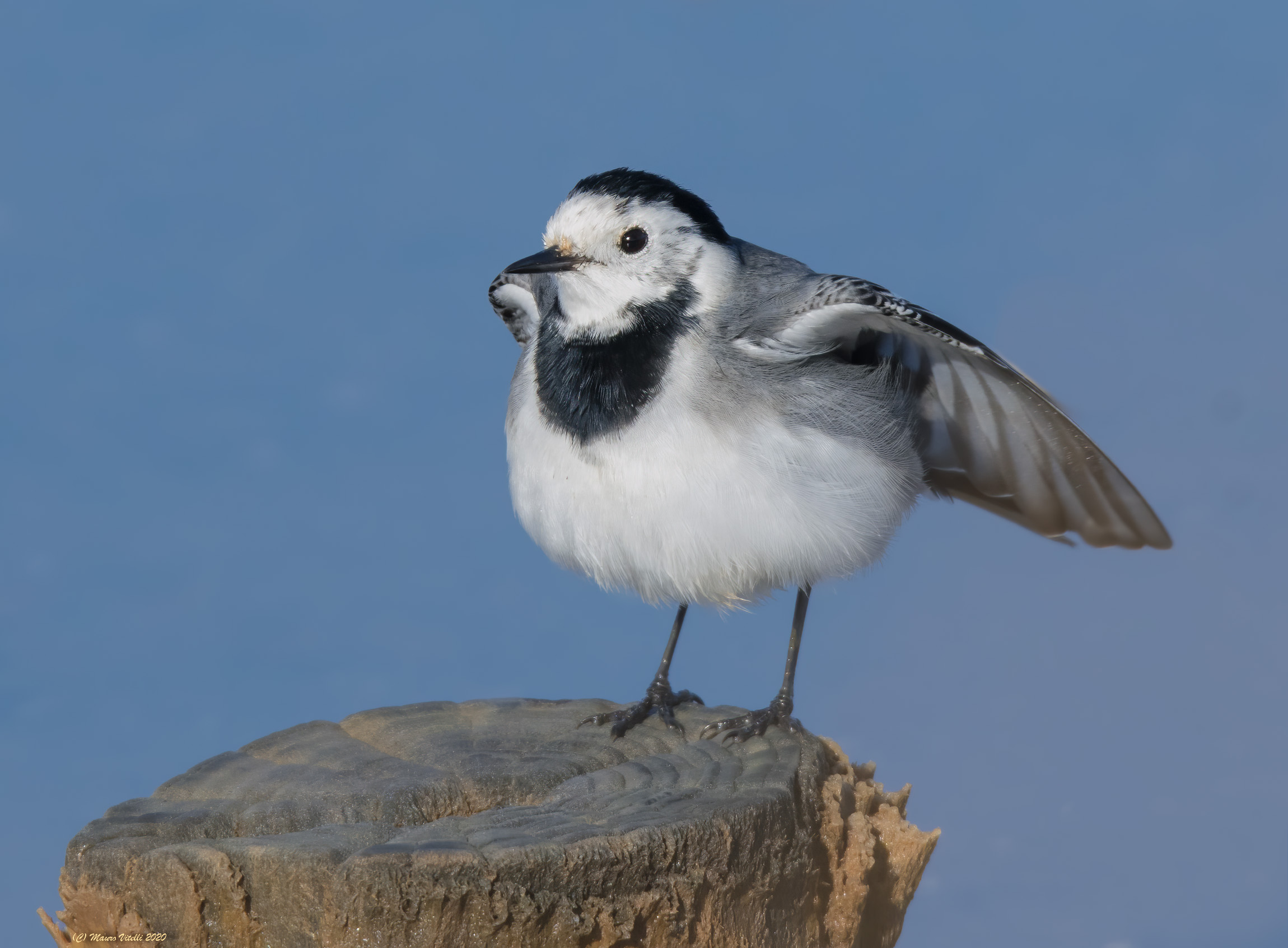 White Ballerina (Motacilla alba)