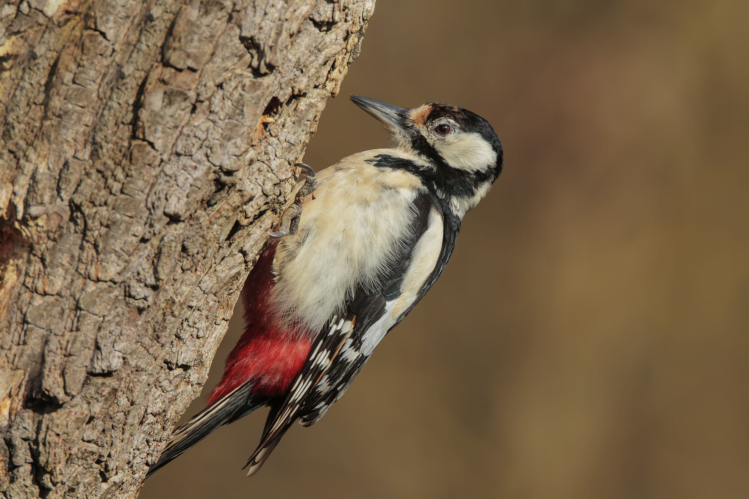 Major Red Woodpecker (F)