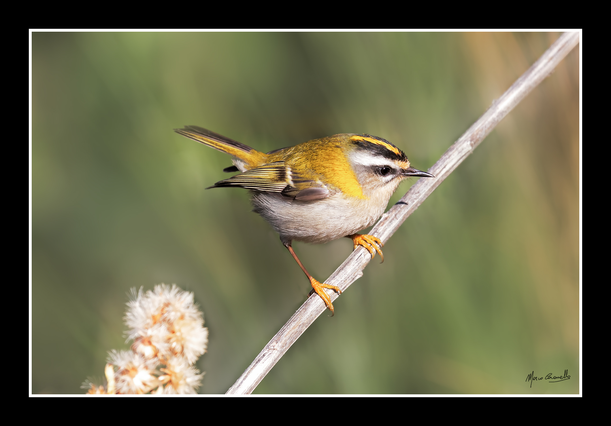 Fiorancino - Wikipedia