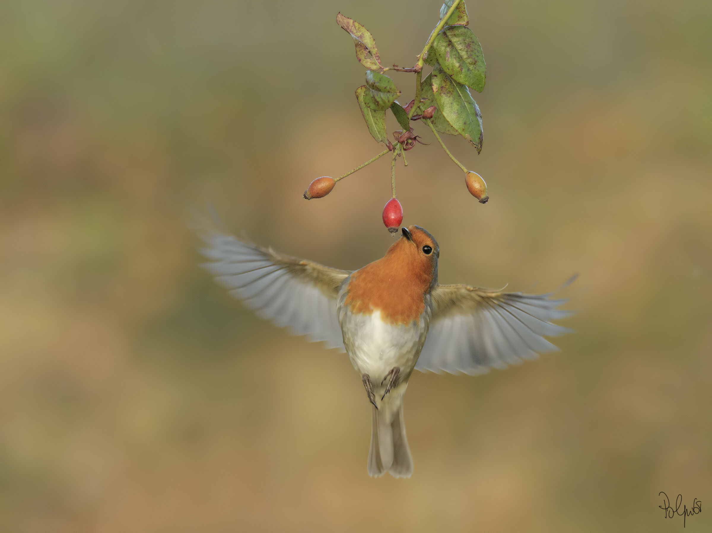 Colibrì Petto Rosso (novità per il forum)