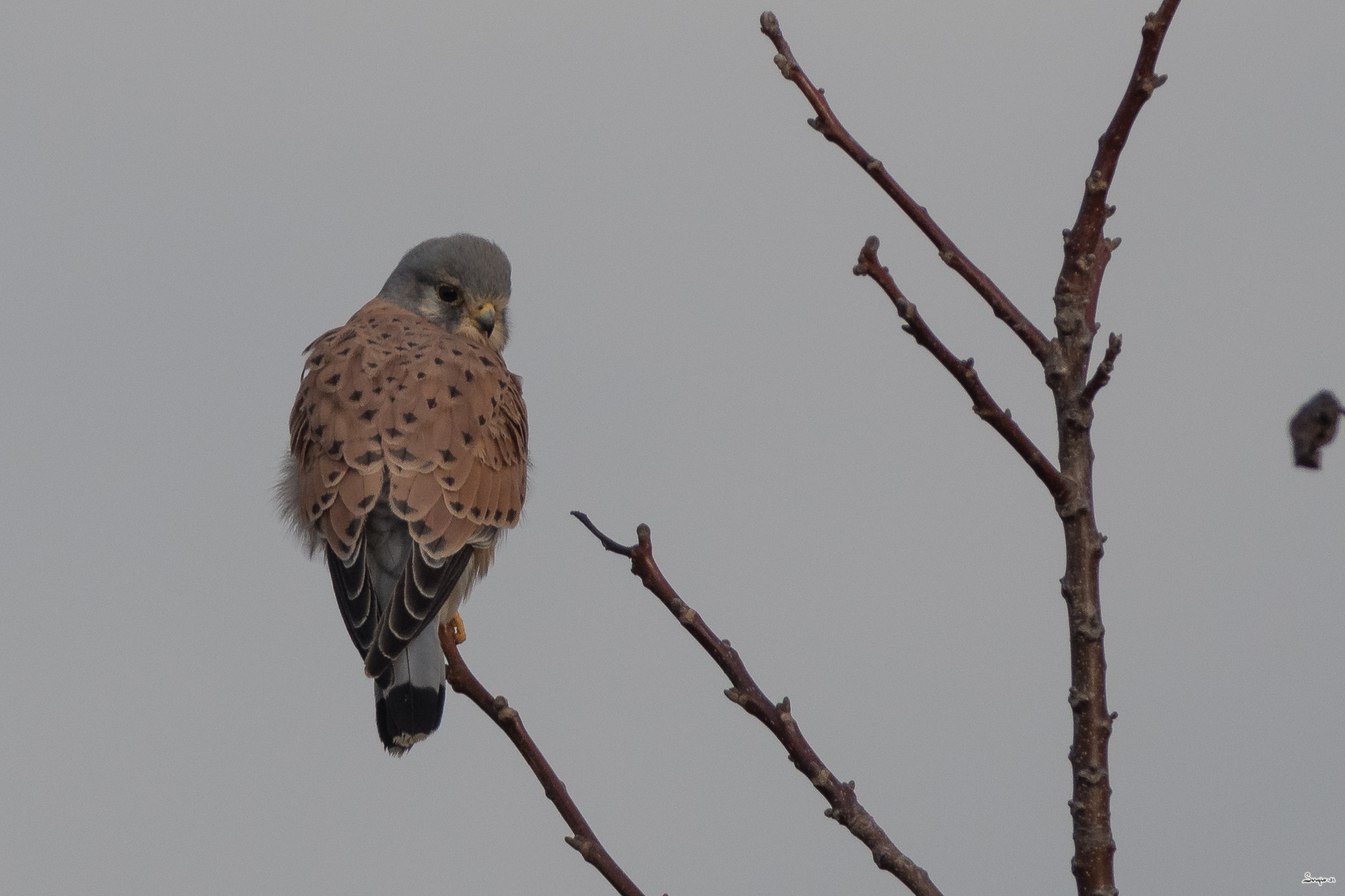 Kestrel
