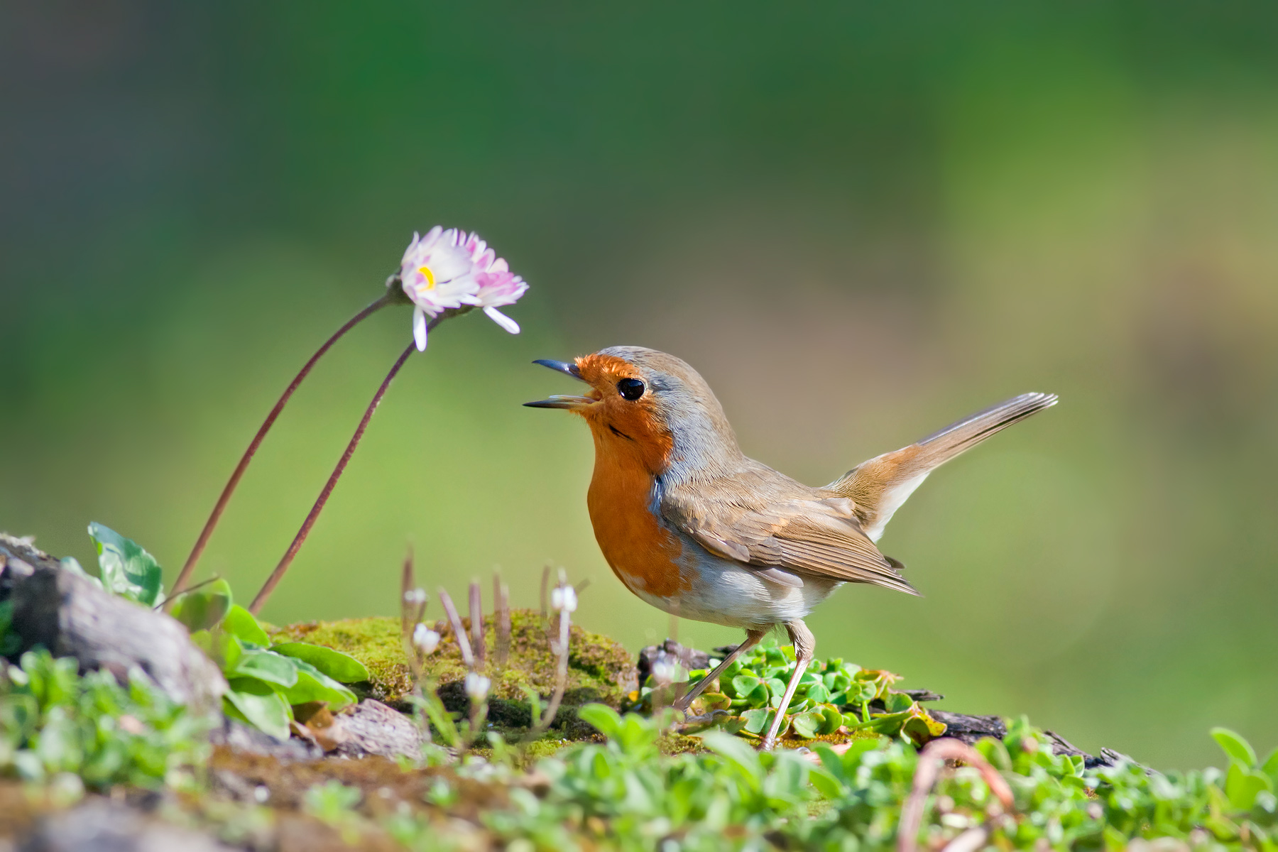 Canta.. Il Pettirosso dirige il maestro..