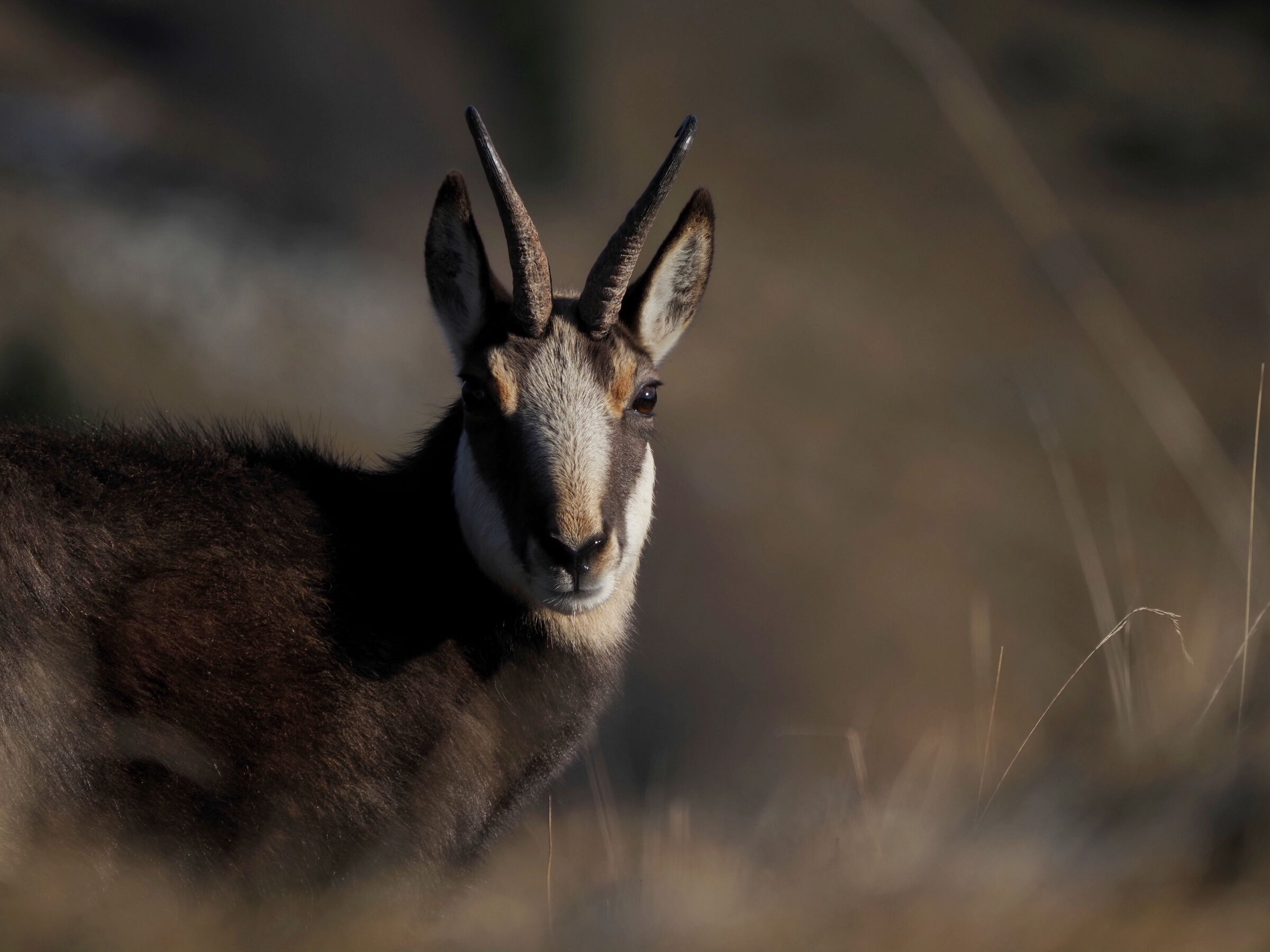 Struck by autumn light