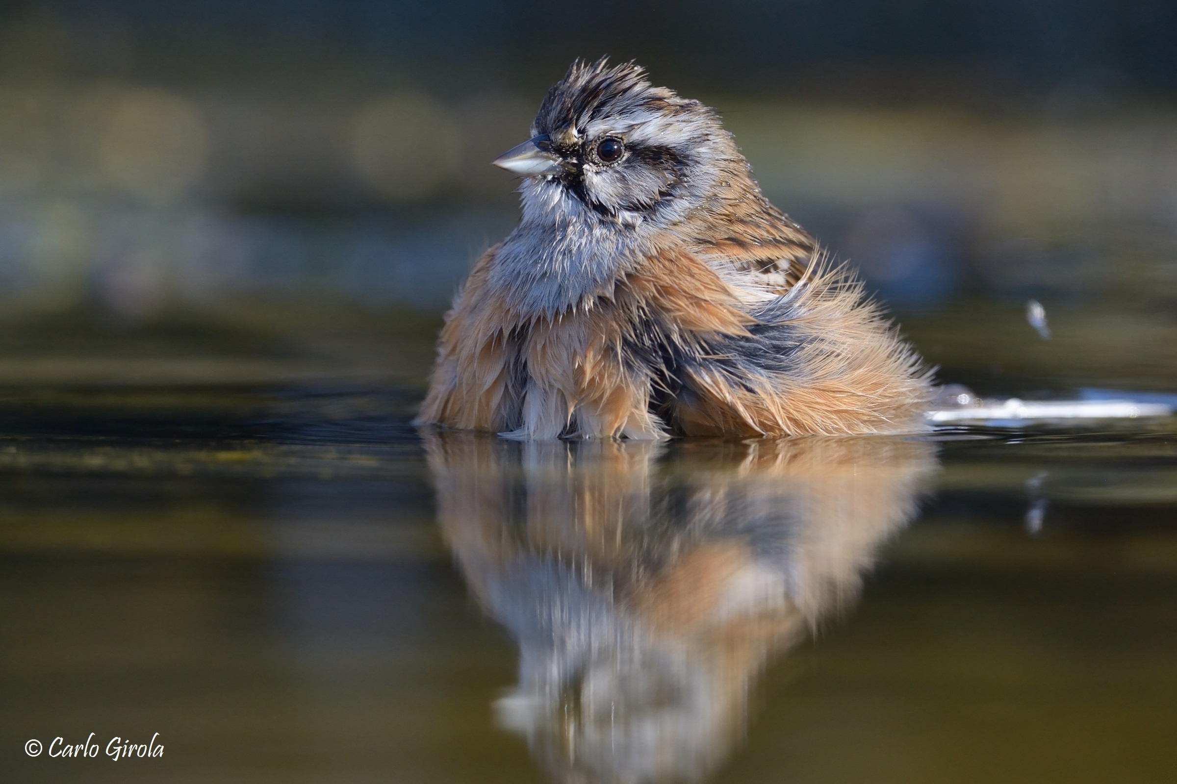 Muciatto Cheekbone (Emberiza cia)