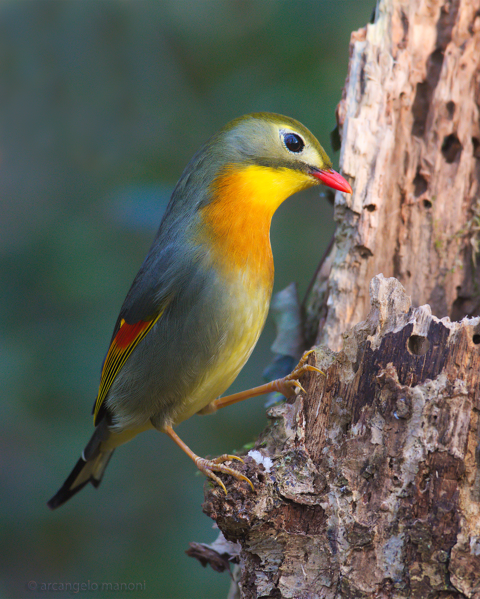 the nightingale of Japan was posing for me