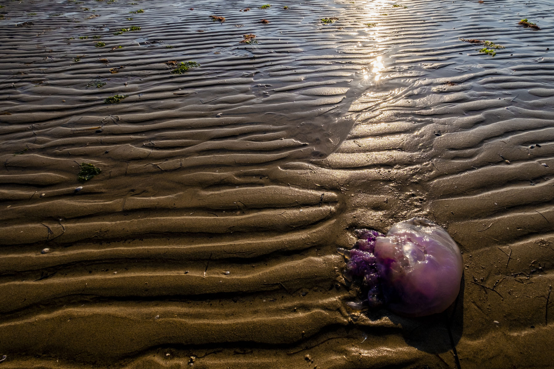 Spiaggiata a Bibione.