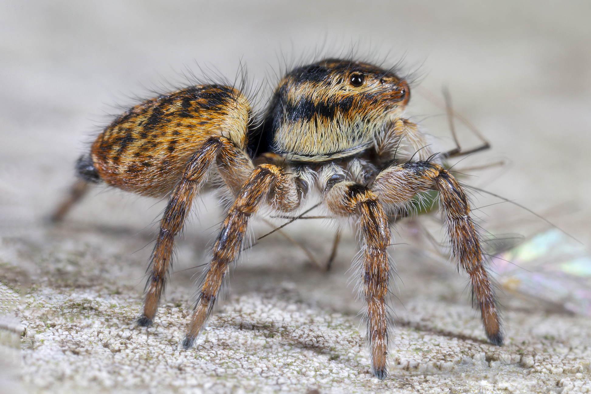 Carrhotus xanthogram female