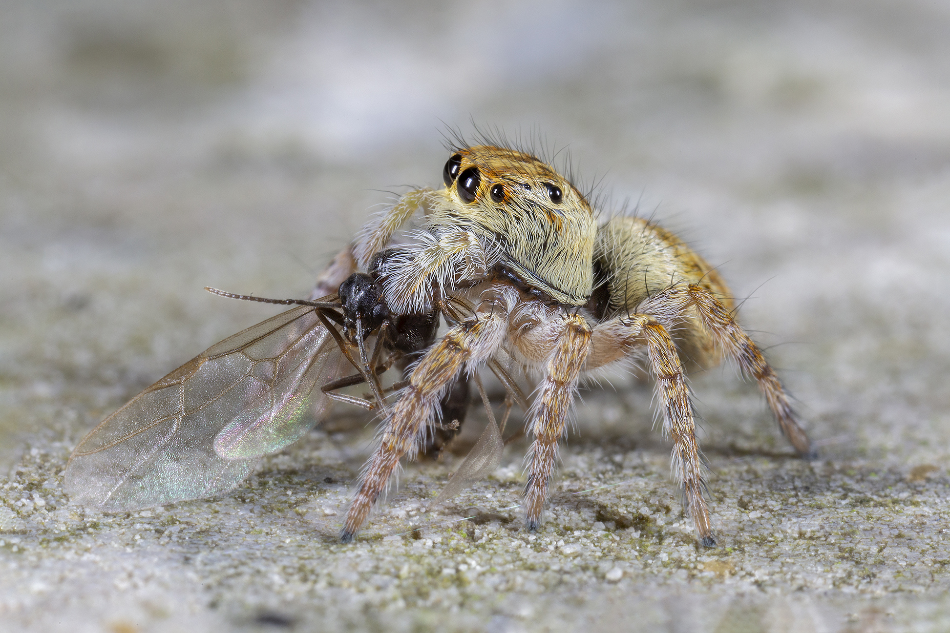 Carrhotus xanthogram female