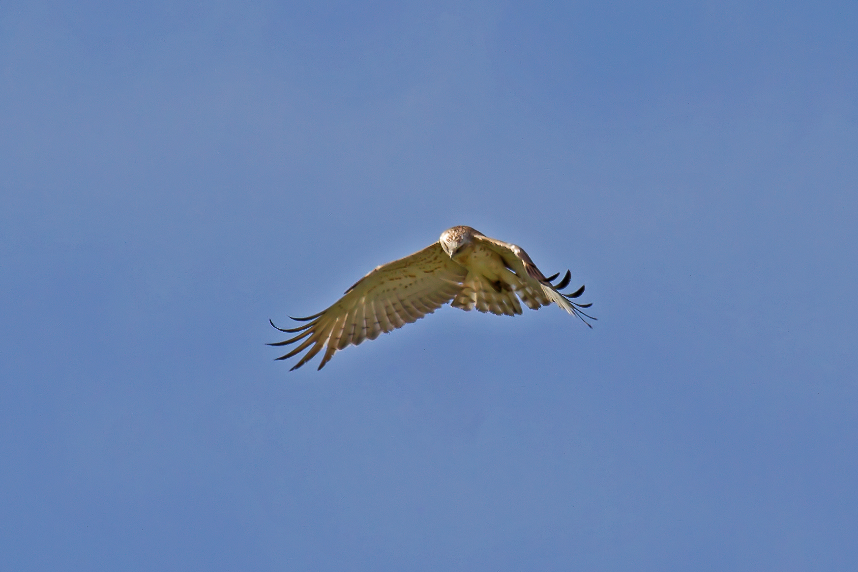 Biancone (circaetus gallicus)