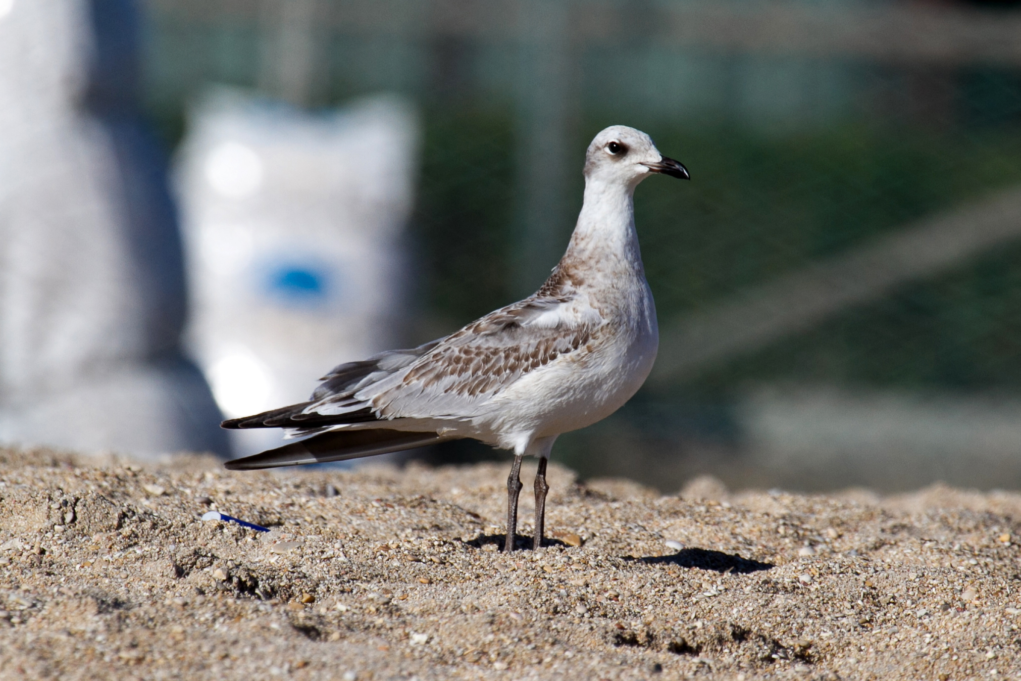 Gabbiano corallino (ichthyaetus melanocephalus)